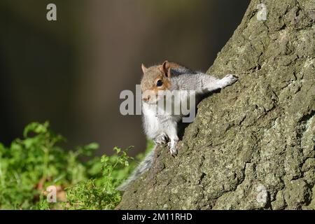 Östliches graues Eichhörnchen auf dem Grund eines Baumstamms, Norfolk, England. Stockfoto