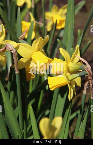 eine Narzissen in einem Gartennarzissen Stockfoto