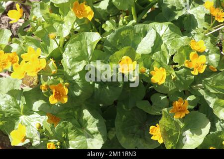 Sumpfmarigold neben einem Teich Caltha palustris Stockfoto