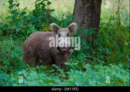 Wildschwein (Sus scrofa), Sau, Sommer, Hessen, Deutschland, Europa Stockfoto