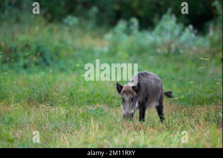 Wildschwein (Sus scrofa) auf einer Wiese, Sau, Sommer, Hessen, Deutschland, Europa Stockfoto