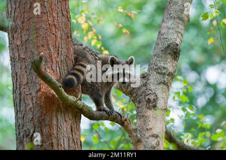 Waschbär (Procyon lotor) am Baum, Sommer, Hessen, Deutschland, Deutschland Stockfoto