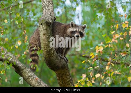 Waschbär (Procyon lotor) am Baum, Sommer, Hessen, Deutschland, Deutschland Stockfoto