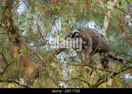 Waschbär (Procyon lotor) auf einem Baum liegend, Sommer, Hessen, Deutschland, Deutschland Stockfoto