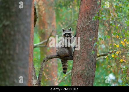 Waschbär (Procyon lotor) am Baum, Sommer, Hessen, Deutschland, Deutschland Stockfoto