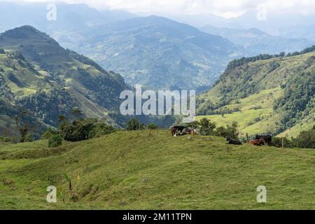 Südamerika, Kolumbien, Departamento de Antioquia, kolumbianische Anden, Jardín, Kühe in der Andenlandschaft auf dem Weg nach Cueva del Esplendor Stockfoto