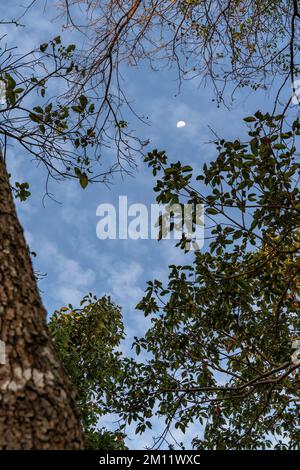 Südamerika, Kolumbien, Departamento del Magdalena, Santa Marta, Sierra Nevada, Minca, aufsteigender Mond über den Baumwipfeln in Minca Stockfoto