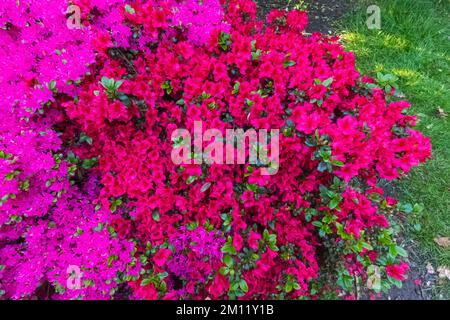 Azaleen in Bloom, Greenwich Park, Greenwich, London, England Stockfoto
