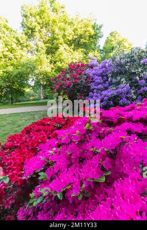 Azaleen in Bloom, Greenwich Park, Greenwich, London, England Stockfoto