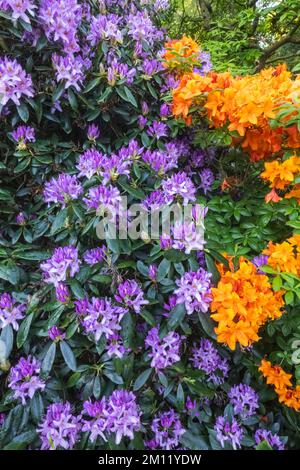 Azaleen in Bloom, Greenwich Park, Greenwich, London, England Stockfoto