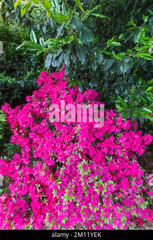 Azaleen in Bloom, Greenwich Park, Greenwich, London, England Stockfoto