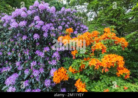 Azaleen in Bloom, Greenwich Park, Greenwich, London, England Stockfoto