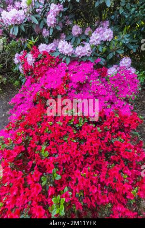 Azaleen in Bloom, Greenwich Park, Greenwich, London, England Stockfoto