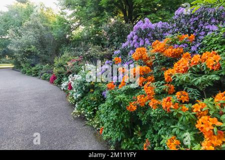 Azaleen in Bloom, Greenwich Park, Greenwich, London, England Stockfoto
