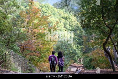 Besucher besuchen Tai Tong Sweet Gum Woods im Süden von Yuen Long und im Norden des Tai Lam Chung Reservoir. Die süßen Gummibäume wechseln jedes Jahr von Dezember bis Januar in Herbstfarben.HH 07DEC22 SCMP/Yik Yeung-man Stockfoto