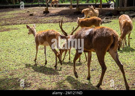 Hirsche im Sir Seewoosagur Ramgoolam Botanical Garden, Mauritius Island, Afrika Stockfoto