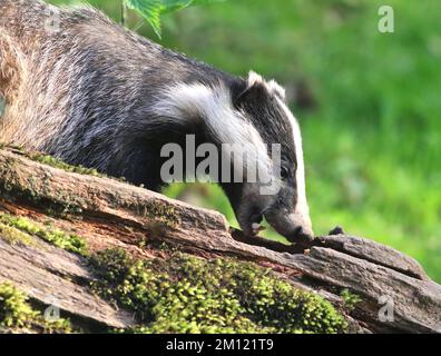 Badger, Dinefwr Park and Castle, Llandeilo, Carmarthenshire, Wales Stockfoto