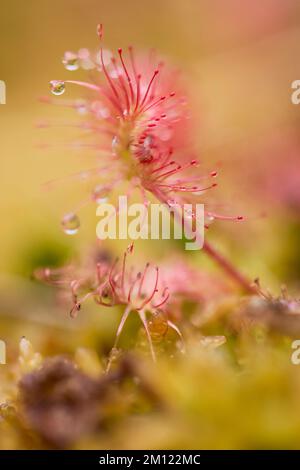 Sonnentau, Rundblättriger Sonnentau, Drosera rotundifolia Stockfoto