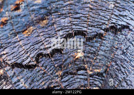 Schmetterling, Flügel, Unterseite, Schuppen Stockfoto