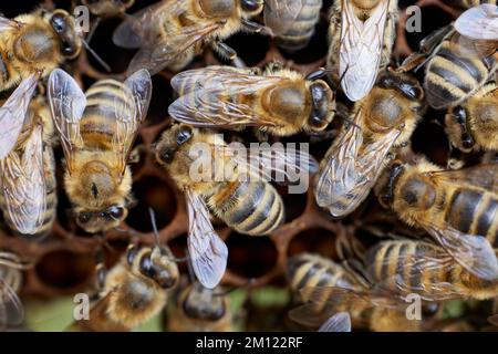 Bienenzucht, Bienenstock, Honigwabe, voll, Honigbiene Stockfoto