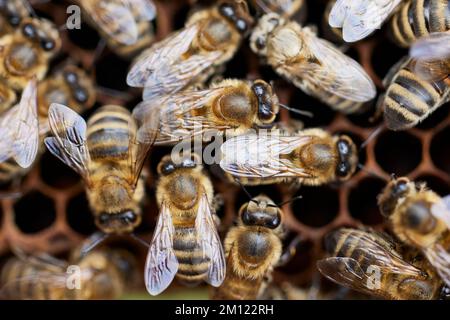 Bienenzucht, Bienenstock, Honigwabe, voll, Honigbiene Stockfoto