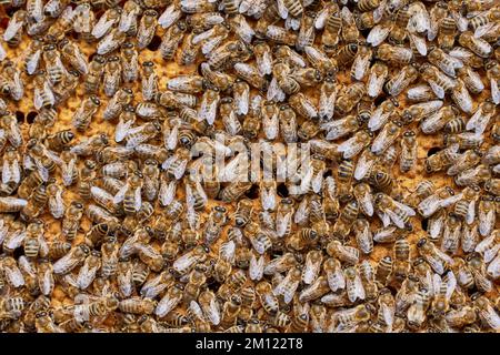 Bienenzucht, Bienenstock, Honigwabe, voll, Honigbiene Stockfoto