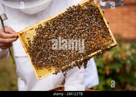 Bienenzucht, Bienenstock, Honigwabe, voll, Honigbiene Stockfoto