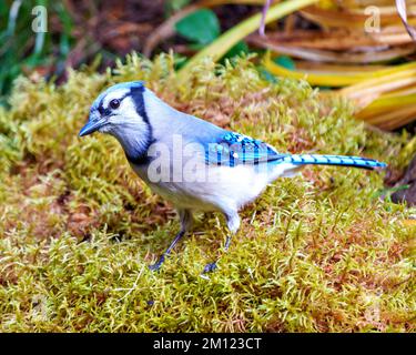 Nahaufnahme von Blue Jay auf Moos mit einem unscharfen Laubhintergrund in der Waldumgebung und dem umliegenden Lebensraum mit blauem Federmädchen wi Stockfoto