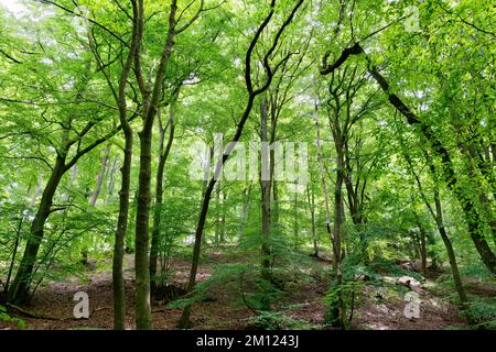 Europa, Deutschland, Rheinland-Pfalz, Hümmel, Wald, Bäume, Natur Stockfoto