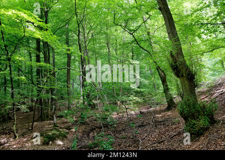 Europa, Deutschland, Rheinland-Pfalz, Hümmel, Wald, Bäume, Natur Stockfoto