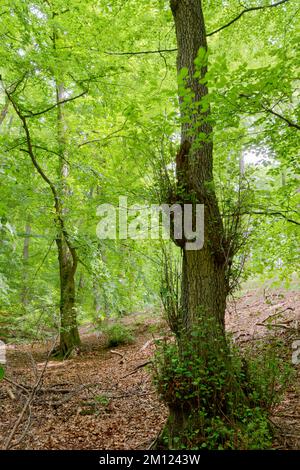 Europa, Deutschland, Rheinland-Pfalz, Hümmel, Wald, Bäume, Natur Stockfoto