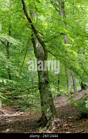 Europa, Deutschland, Rheinland-Pfalz, Hümmel, Wald, Bäume, Natur Stockfoto