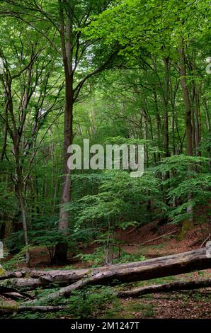 Europa, Deutschland, Rheinland-Pfalz, Hümmel, Wald, Bäume, Natur Stockfoto