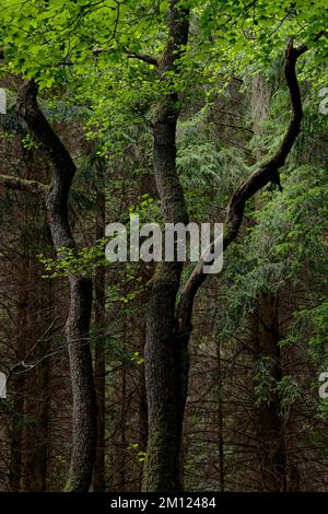 Europa, Deutschland, Rheinland-Pfalz, Hümmel, Wald, Bäume, Natur Stockfoto