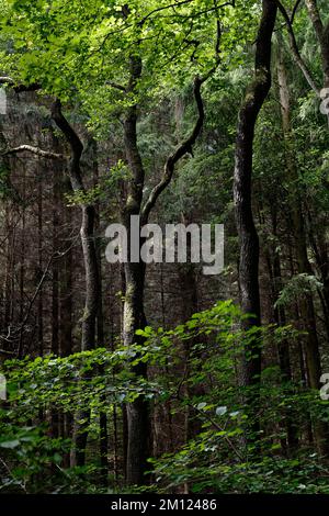 Europa, Deutschland, Rheinland-Pfalz, Hümmel, Wald, Bäume, Natur Stockfoto