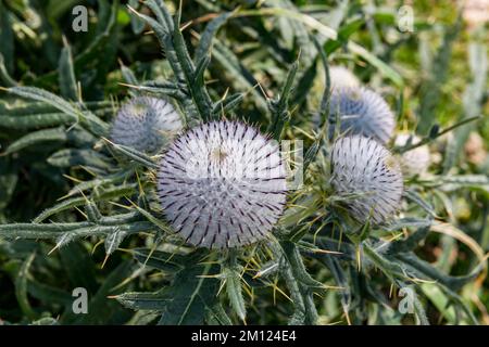 Wolldistel, Blütenkopf, Cirsium eriophorum, Oberes Sudelfeld, bei Bayrischzell, Mangfallgebirge, Oberbayern, Deutschland, Europa Stockfoto