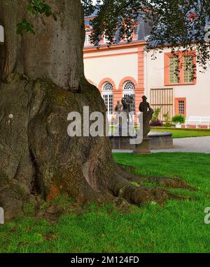 Europa, Deutschland, Hessen, Grafschaft Limburg-Weilburg, Stadt Weilburg, Lahntal, Schloss Weilburg, Schlossgarten, Blutbuche (Fagus sylvatica Atropunicea) im Oberen Schlossgarten Stockfoto