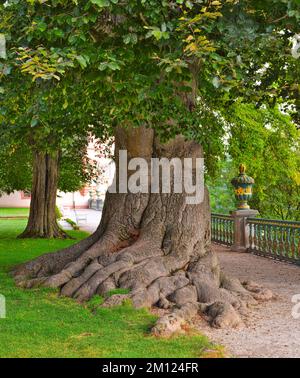 Europa, Deutschland, Hessen, Grafschaft Limburg-Weilburg, Stadt Weilburg, Lahntal, Schloss Weilburg, Schlossgarten, Blutbuche (Fagus sylvatica Atropunicea) im Oberen Schlossgarten Stockfoto