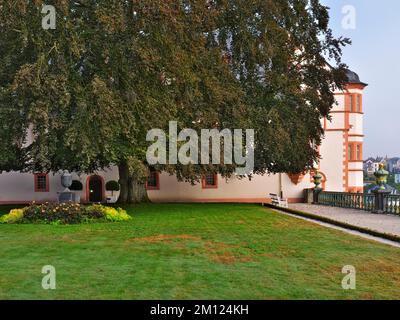 Europa, Deutschland, Hessen, Grafschaft Limburg-Weilburg, Stadt Weilburg, Lahntal, Schloss Weilburg, Schlossgarten, Blutbuche (Fagus sylvatica Atropunicea) im Oberen Schlossgarten Stockfoto