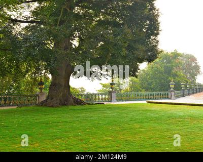 Europa, Deutschland, Hessen, Grafschaft Limburg-Weilburg, Stadt Weilburg, Lahntal, Schloss Weilburg, Schlossgarten, Blutbuche (Fagus sylvatica Atropunicea) im Oberen Schlossgarten Stockfoto