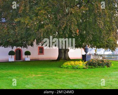 Europa, Deutschland, Hessen, Grafschaft Limburg-Weilburg, Stadt Weilburg, Lahntal, Schloss Weilburg, Schlossgarten, Blutbuche (Fagus sylvatica Atropunicea) im Oberen Schlossgarten Stockfoto