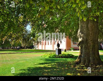 Europa, Deutschland, Hessen, Grafschaft Limburg-Weilburg, Stadt Weilburg, Lahntal, Schloss Weilburg, Schlossgarten, Blutbuche (Fagus sylvatica Atropunicea) im Oberen Schlossgarten Stockfoto