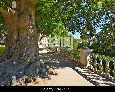 Europa, Deutschland, Hessen, Kreis Limburg-Weilburg, Stadt Weilburg, Lahntal, Schloss Weilburg, Burggarten, Kupferbuche (Fagus sylvatica Atropunicea) im oberen Schlossgarten Stockfoto
