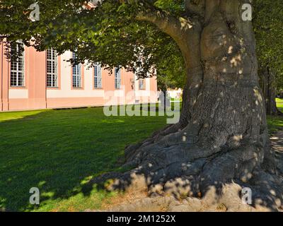 Europa, Deutschland, Hessen, Kreis Limburg-Weilburg, Stadt Weilburg, Lahntal, Schloss Weilburg, Burggarten, Kupferbuche (Fagus sylvatica Atropunicea) im oberen Schlossgarten Stockfoto