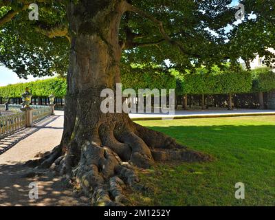 Europa, Deutschland, Hessen, Kreis Limburg-Weilburg, Stadt Weilburg, Lahntal, Schloss Weilburg, Burggarten, Kupferbuche (Fagus sylvatica Atropunicea) im oberen Schlossgarten Stockfoto