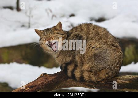 Wildkatze, Felis silvestris Stockfoto