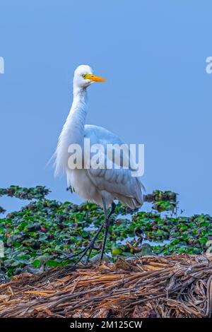 Ein großer Egret, der in einem nassen Land ruht Stockfoto