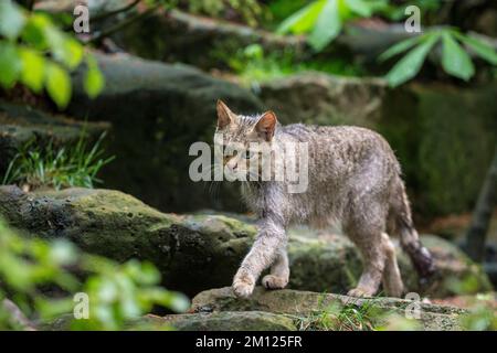 Wildkatze, Felis silvestris Stockfoto