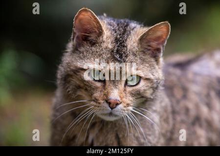 Wildkatze, Felis silvestris Stockfoto