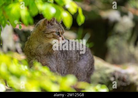 Wildkatze, Felis silvestris Stockfoto